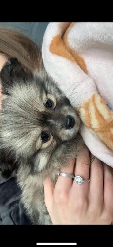 Pomeranian female