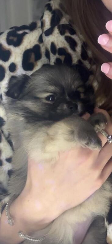 Pomeranian female - Image 2 of 3