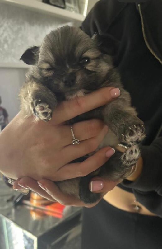 Pomeranian female - Image 3 of 3