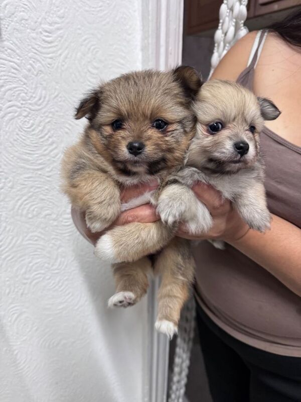 Pomeranian female