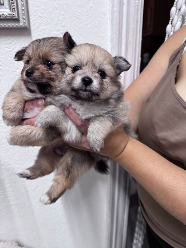 Pomeranian female - Image 3 of 3