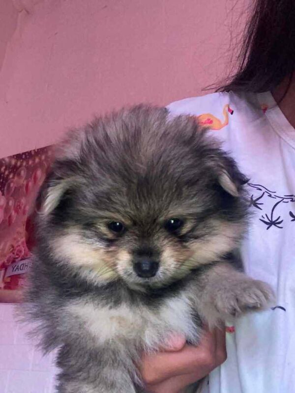 Pomeranian female - Image 2 of 4