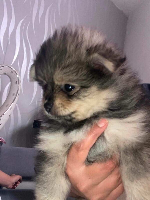 Pomeranian female - Image 3 of 4