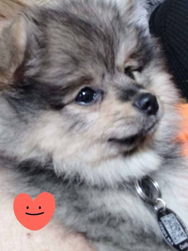 Pomeranian female - Image 4 of 4