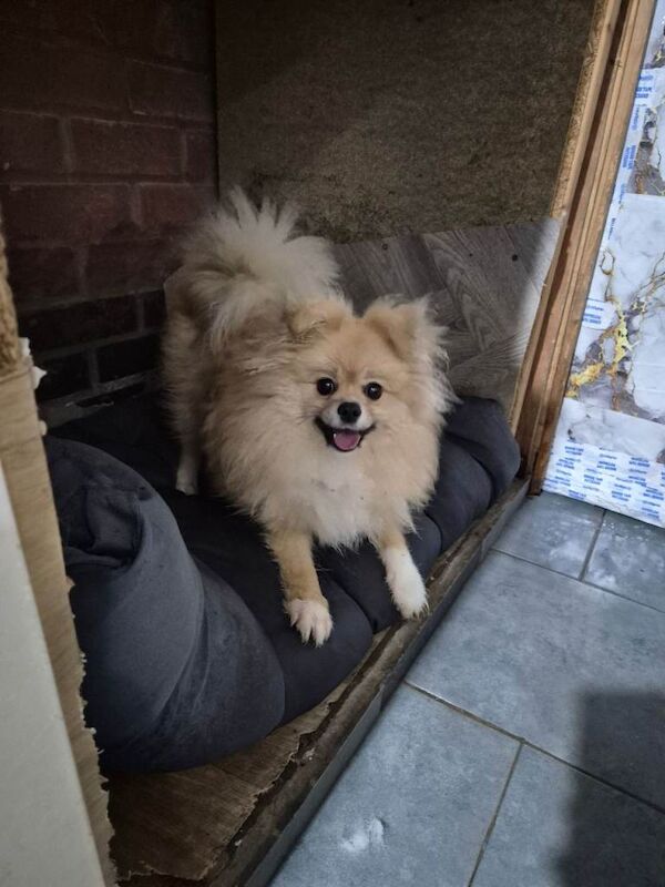 Pomeranian female - Image 2 of 5