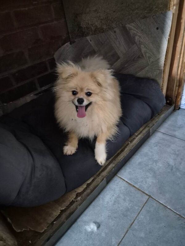 Pomeranian female - Image 3 of 5