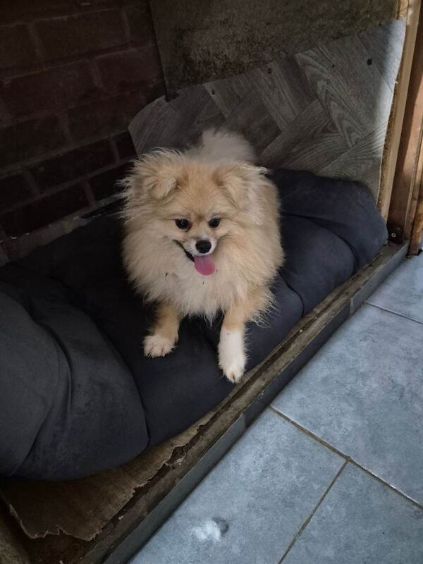 Pomeranian female - Image 4 of 5