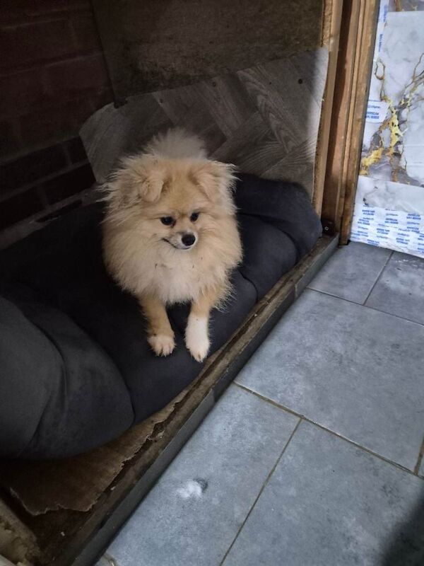 Pomeranian female - Image 5 of 5