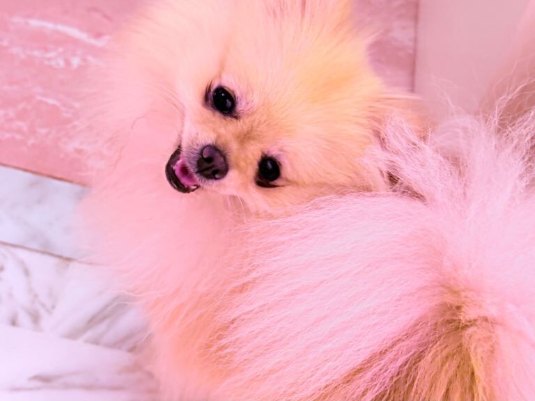 Pomeranian Puppies For Sale Under £1,000