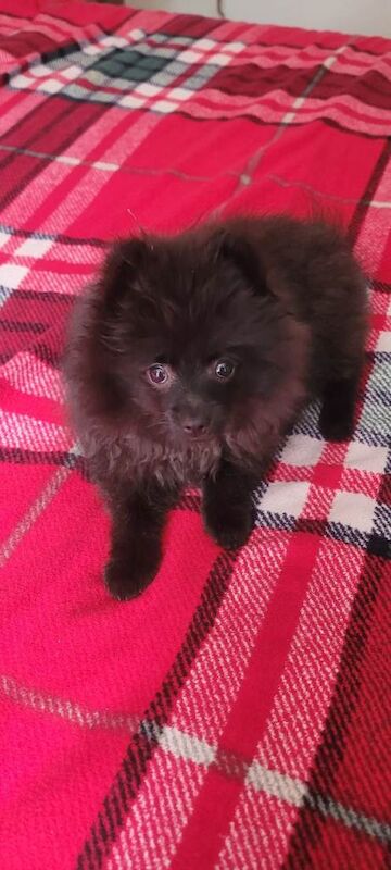 Pomeranian female puppy
