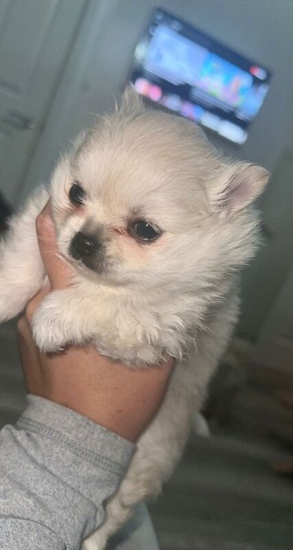Pomeranian puppies for sale in Ellesmere Port, Cheshire – 8 weeks old