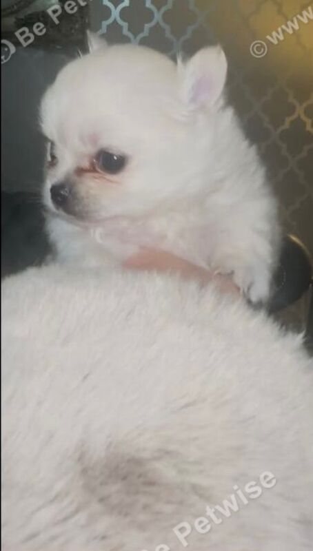 Pomeranian female puppy last 1 - Image 2 of 4