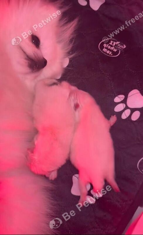 Pomeranian female puppy last 1 - Image 4 of 4