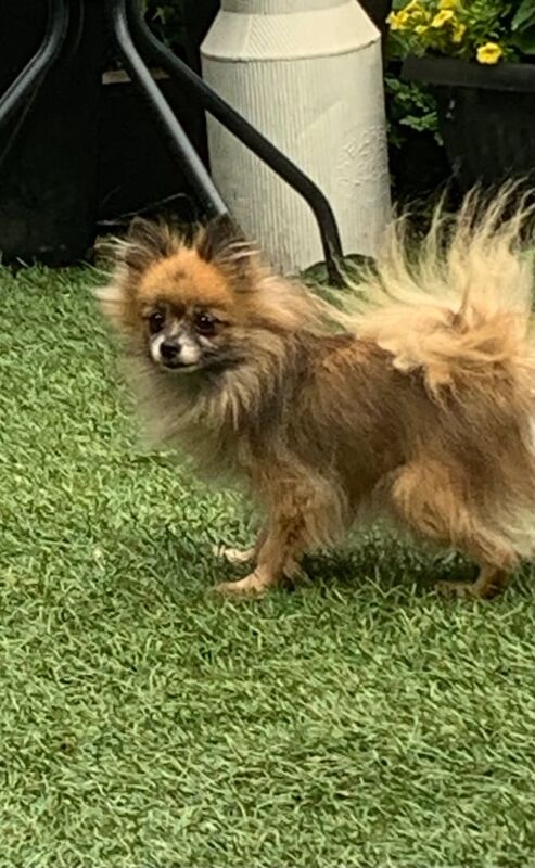 Pomeranian puppies for sale in Llanrumney, South Glamorgan – 4 years old