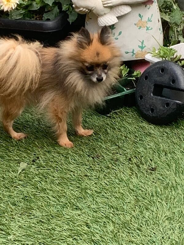 Pomeranian puppies for sale in Llanrumney, South Glamorgan – 4 years old - Image 2 of 3