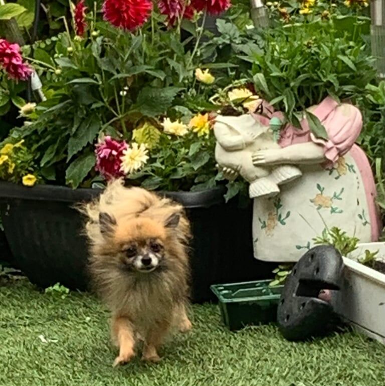 Pomeranian puppies for sale in Llanrumney, South Glamorgan – 4 years old - Image 3 of 3