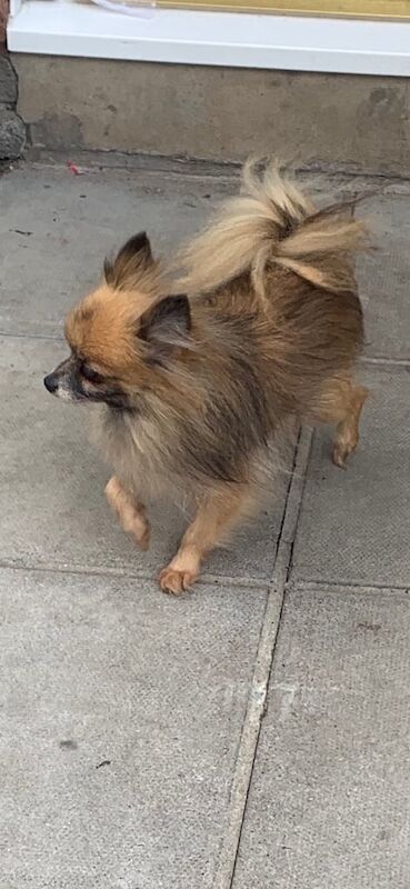 Pomeranian puppies for sale in Llanrumney, South Glamorgan – 5 years old - Image 3 of 3