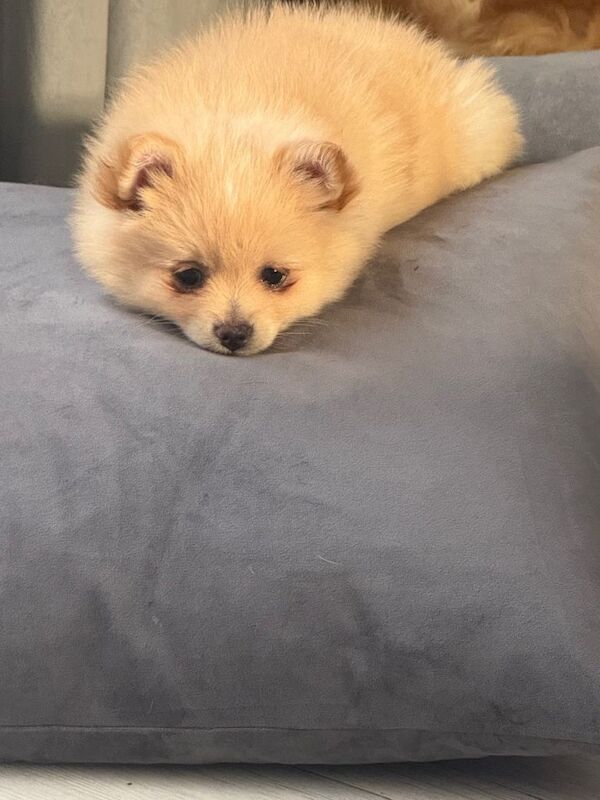 Pomeranian for sale
