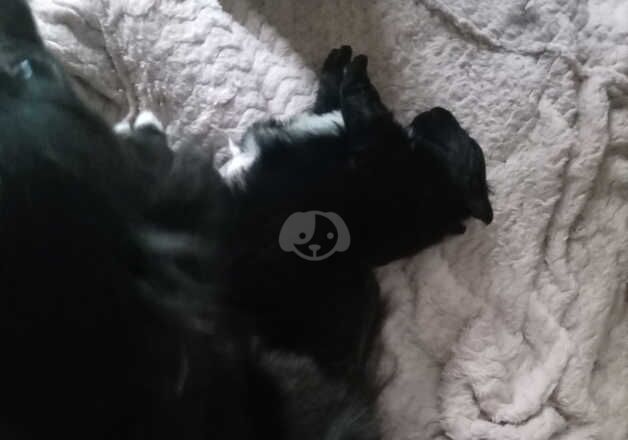 Pomeranian puppies for sale in Newcastle upon Tyne, Tyne and Wear – 1 year old - Image 2 of 4