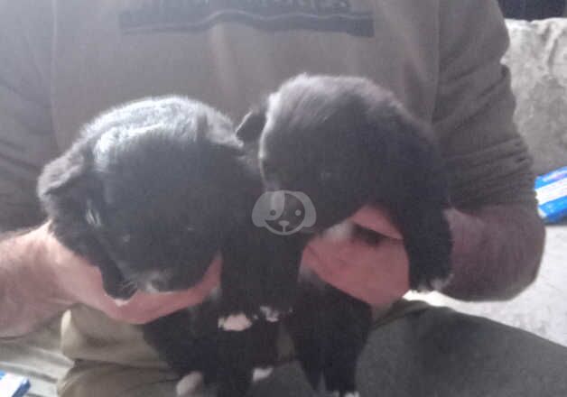 Pomeranian puppies for sale in Newcastle upon Tyne, Tyne and Wear – 1 year old - Image 4 of 4