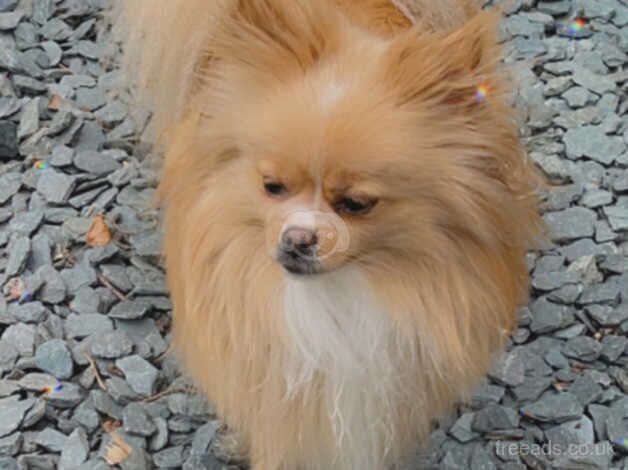 Pomeranian for sale in Ormskirk, Lancashire - Image 1