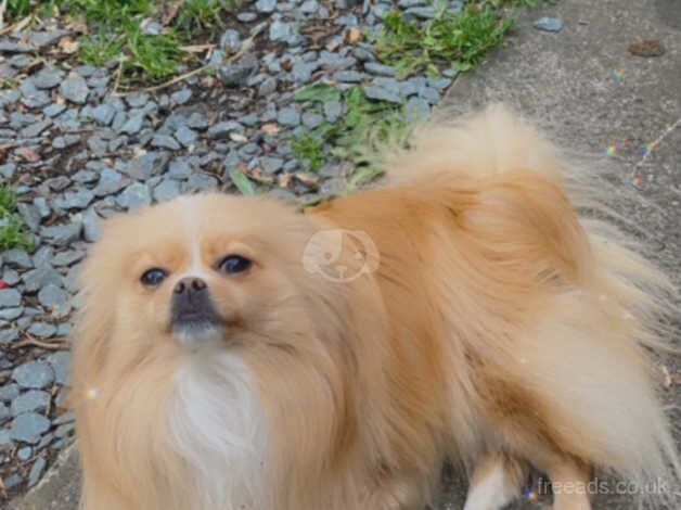 Pomeranian for sale in Ormskirk, Lancashire - Image 2