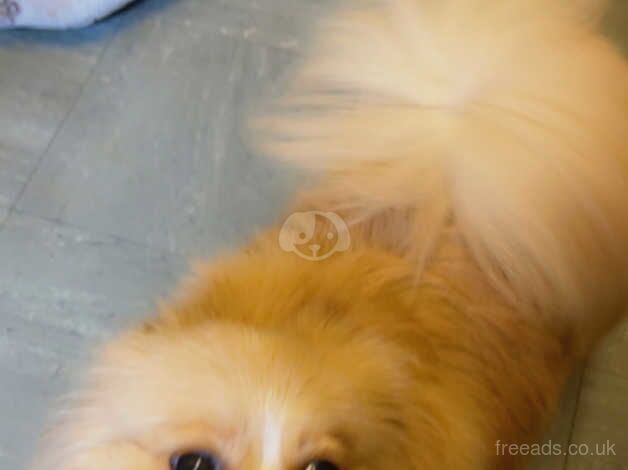 Pomeranian for sale in Ormskirk, Lancashire - Image 3