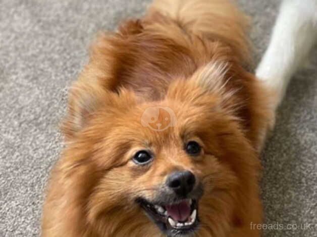Pomeranian puppies for sale in Sunderland, Cumbria – 2 years old - Image 2 of 5