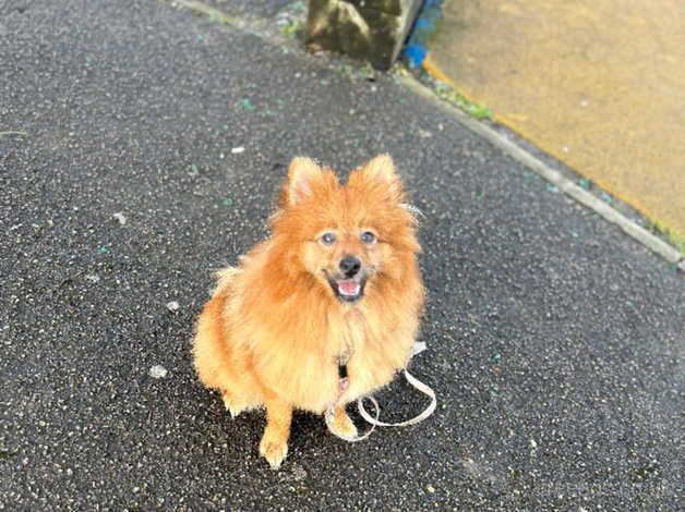 Pomeranian puppies for sale in Sunderland, Cumbria – 2 years old - Image 4 of 5