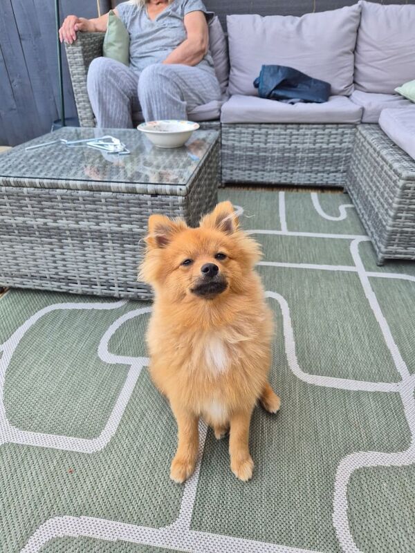Pomeranian puppies for sale in Bransholme, East Riding of Yorkshire – 8 months old