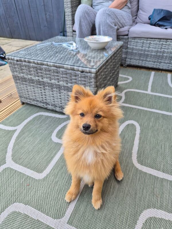 Pomeranian puppies for sale in Bransholme, East Riding of Yorkshire – 8 months old - Image 2 of 3