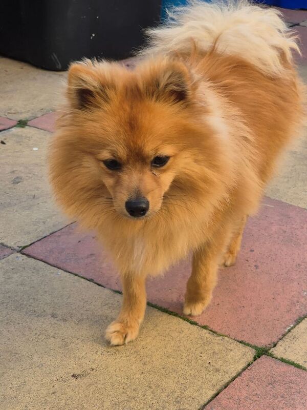 Pomeranian puppies for sale in Bransholme, East Riding of Yorkshire – 8 months old - Image 3 of 3