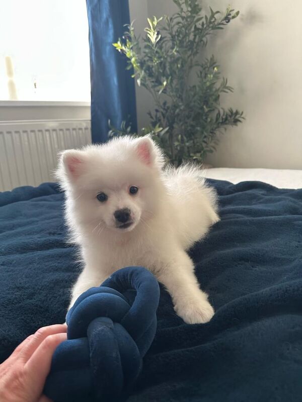 Pomeranian puppies for sale in Watford, Hertfordshire – 12 months old - Image 2 of 2