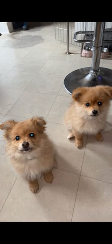 Pomeranian puppies for sale in Bath, Somerset – 3 months old