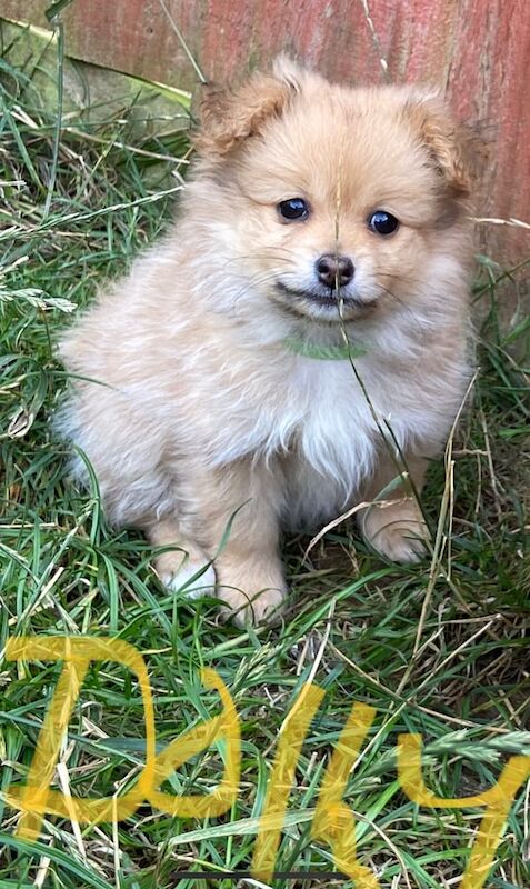 Pomeranian puppies for sale in Bath, Somerset – 3 months old - Image 2 of 3