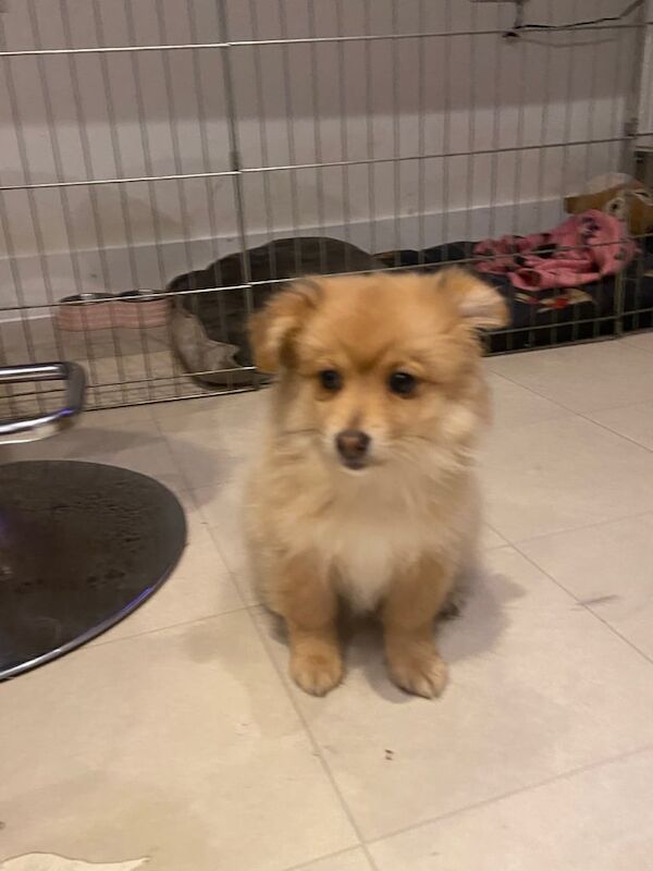 Pomeranian puppies for sale in Bath, Somerset – 3 months old - Image 3 of 3