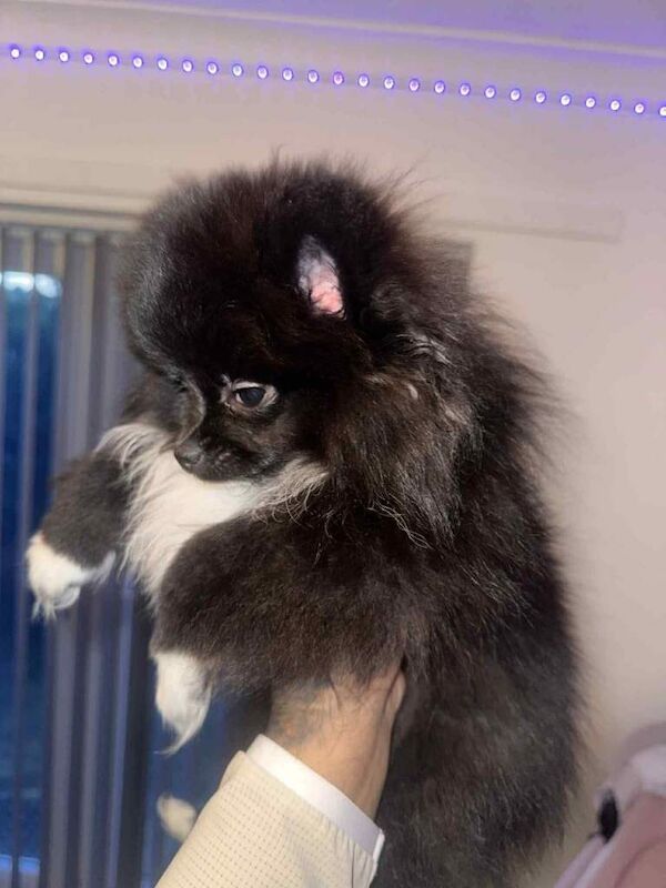 Pomeranian puppies for sale in Anfield, Merseyside – 3 months old