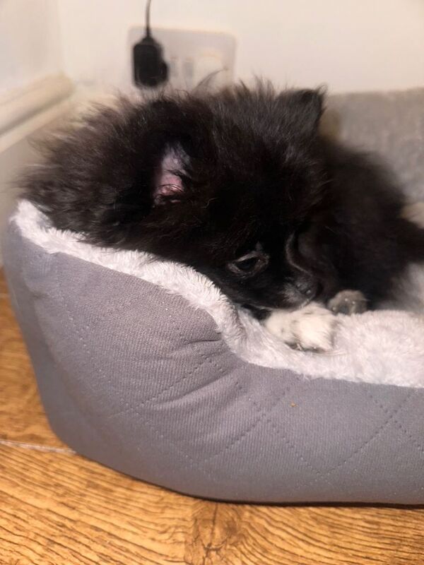 Pomeranian puppies for sale in Anfield, Merseyside – 3 months old - Image 2 of 5