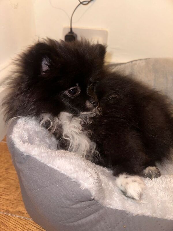 Pomeranian puppies for sale in Anfield, Merseyside – 3 months old - Image 3 of 5