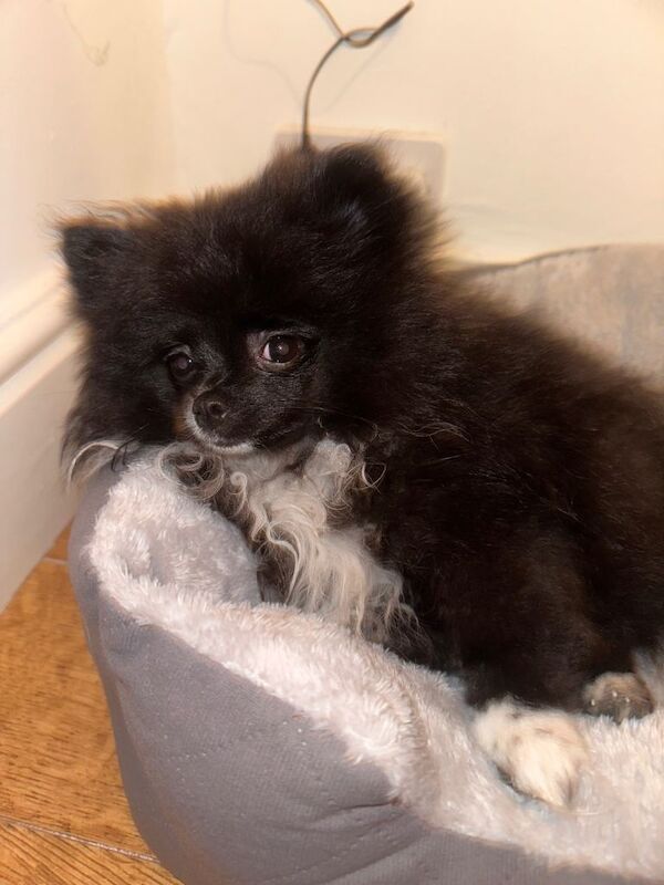 Pomeranian puppies for sale in Anfield, Merseyside – 3 months old - Image 4 of 5