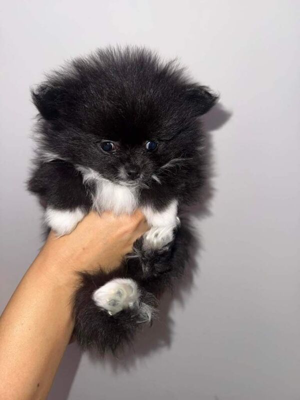 Pomeranian puppies for sale in Anfield, Merseyside – 3 months old - Image 5 of 5