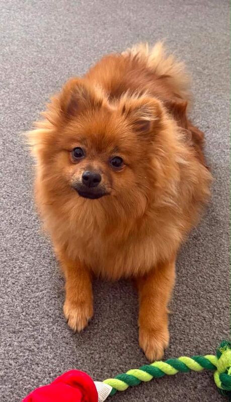 Pomerian Girl 7 months old