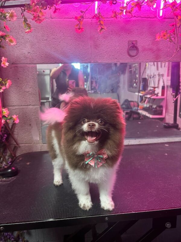 Pomeranian girl/bitch for sale in Prestwich, Greater Manchester