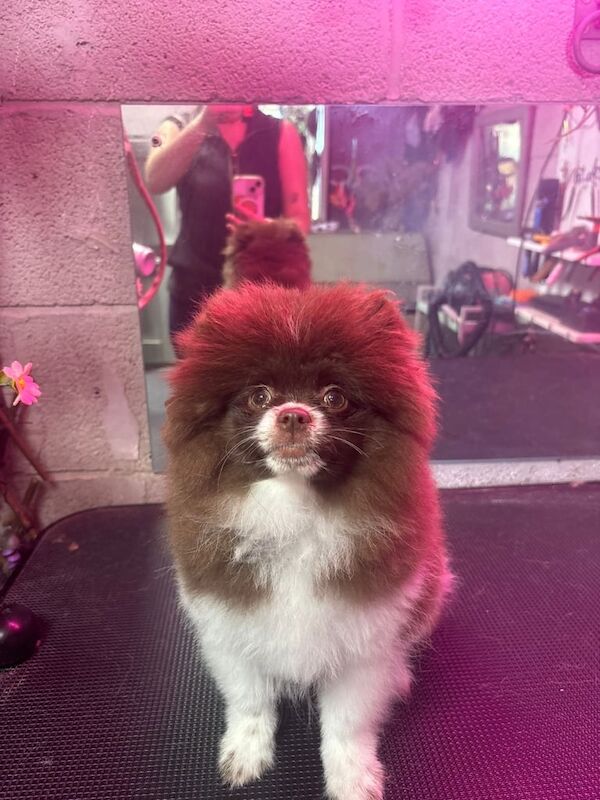 Pomeranian girl/bitch for sale in Prestwich, Greater Manchester | Image 2