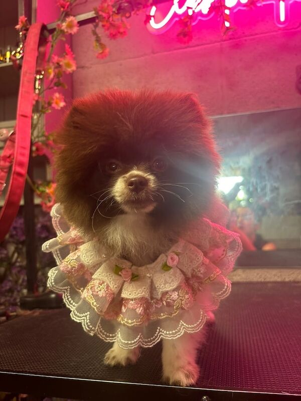 Pomeranian girl/bitch for sale in Prestwich, Greater Manchester | Image 3