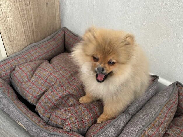 Pomeranian puppies for sale in King's Lynn, Norfolk – KC registered, 1 year old - Image 2 of 5