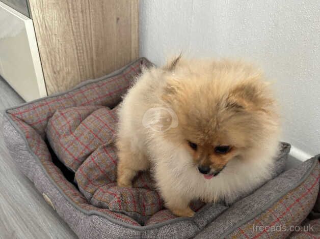 Pomeranian puppies for sale in King's Lynn, Norfolk – KC registered, 1 year old - Image 4 of 5