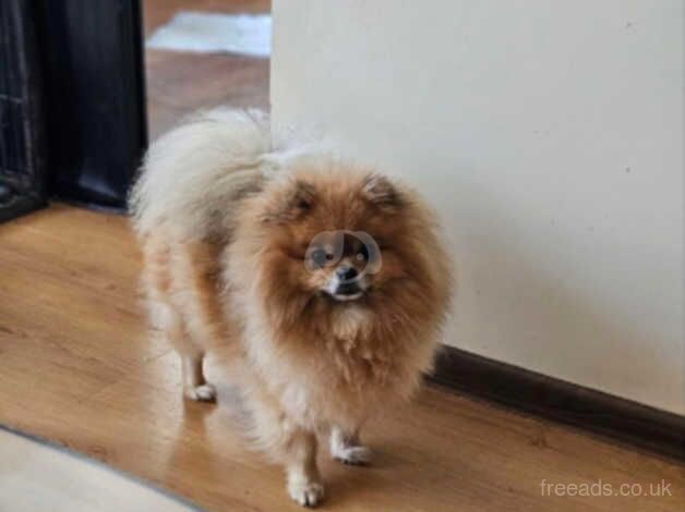 Pomeranian puppies for sale in King's Lynn, Norfolk – KC registered, 1 year old - Image 5 of 5