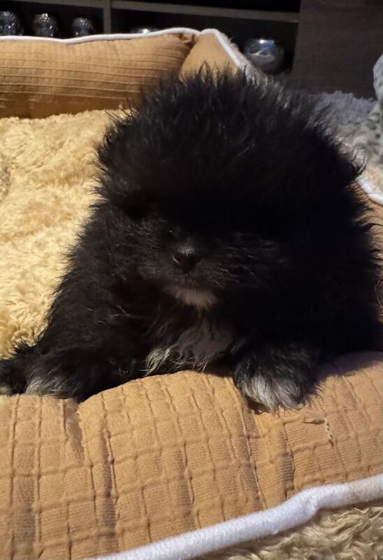 Pomeranian puppies for sale in Erdington, West Midlands – 7 weeks old