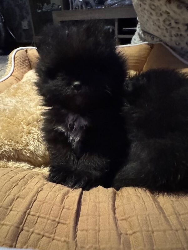 Pomeranian puppies for sale in Erdington, West Midlands – 8 weeks old - Image 2 of 3